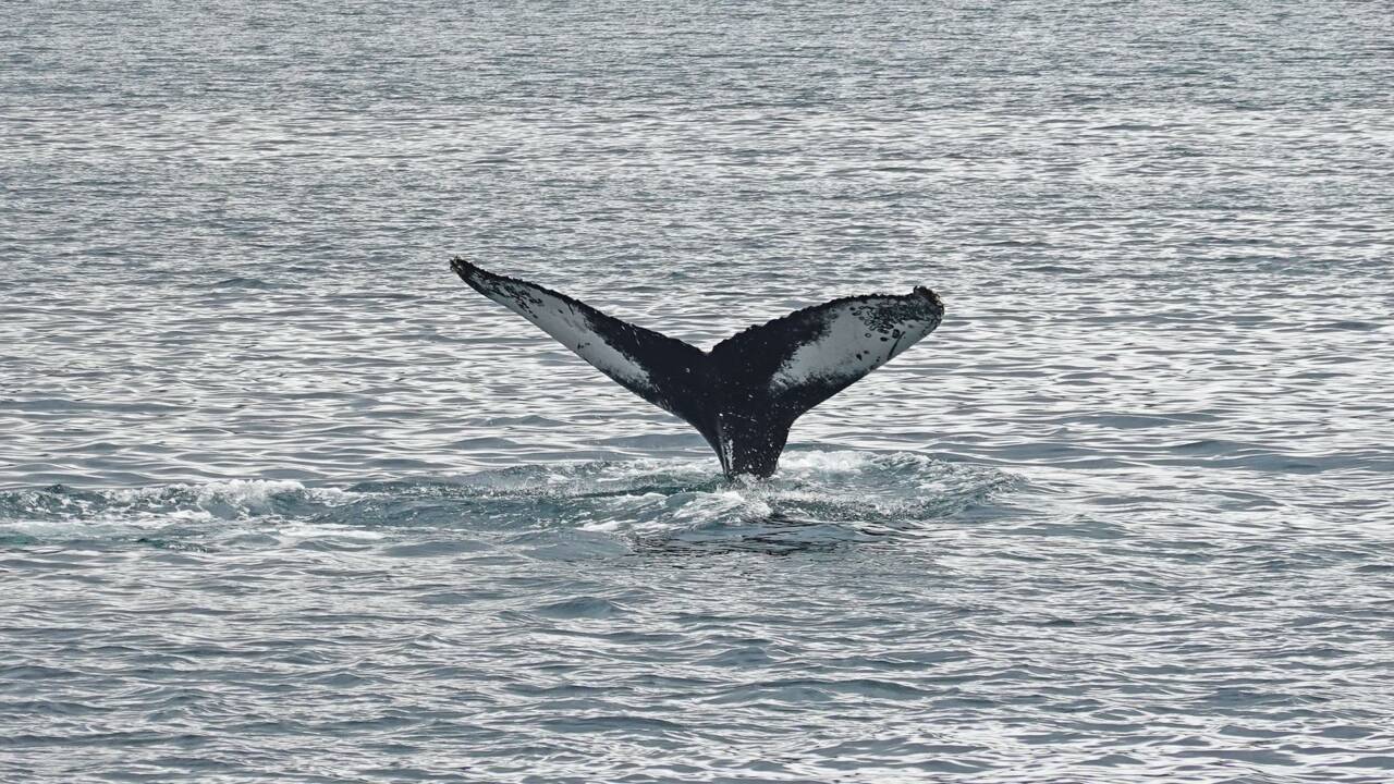 Sauvetage d'une baleine piégée dans des cordes de pêche en Norvège