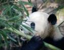 Comment le panda est-il devenu végétarien ? La découverte d'un fossile éclaire le mystère