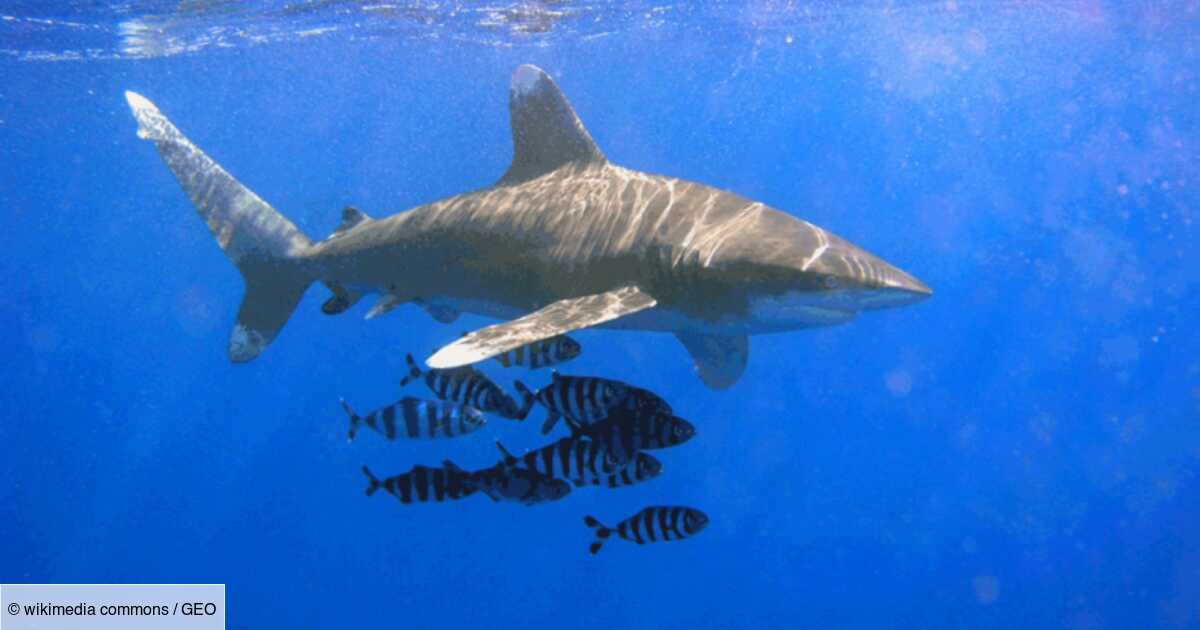 Le requin longimane, requin le plus dangereux du monde ?