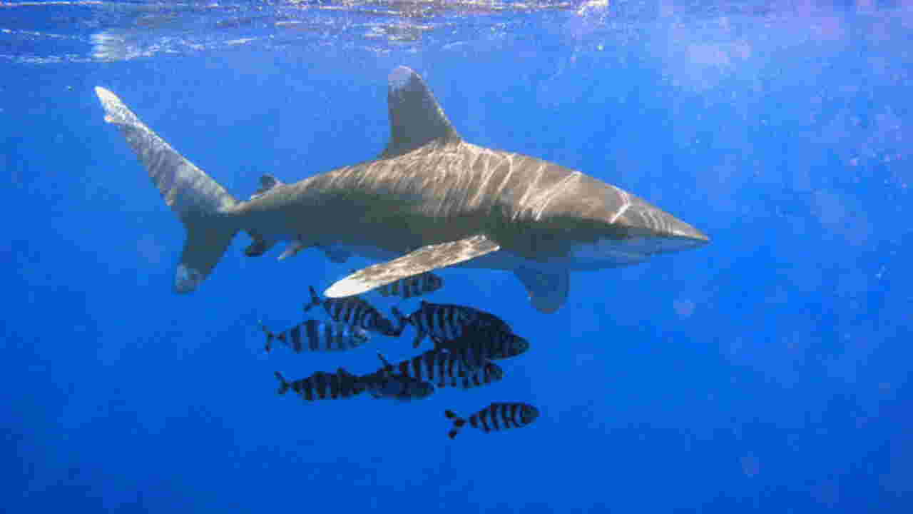 Le requin longimane, requin le plus dangereux du monde ? Geo.fr