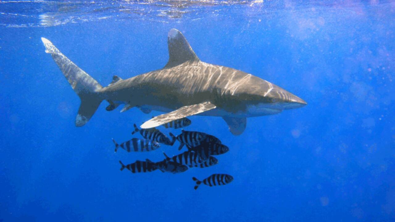 Le requin longimane, requin le plus dangereux du monde ?