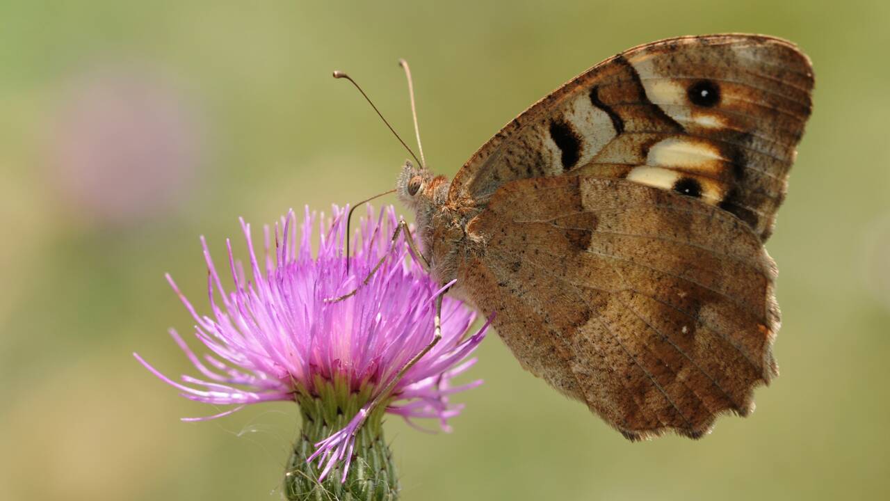 Pourquoi deux espèces de papillons sur trois ont disparu d’un département en France ?
