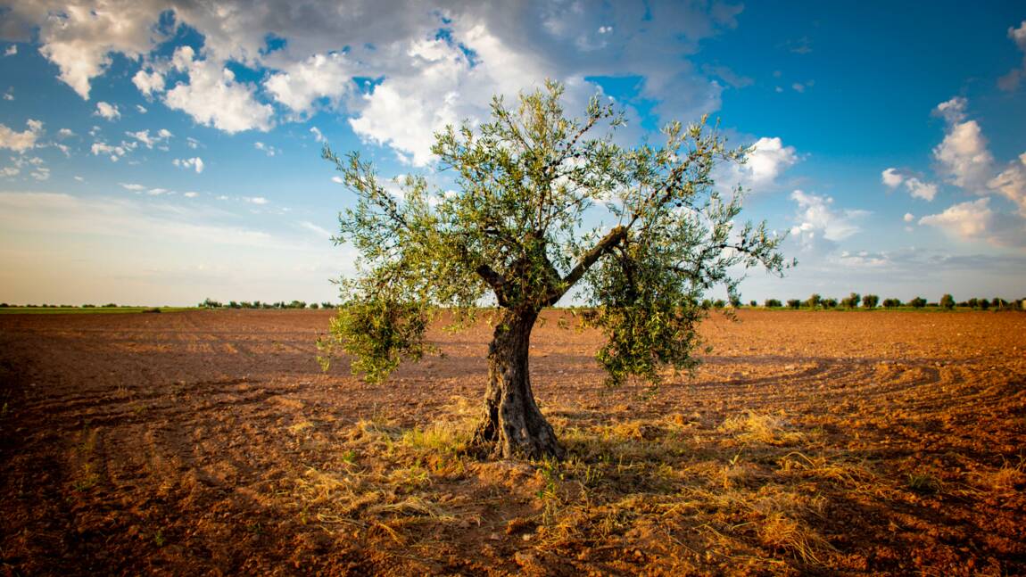 L'Espagne et le Portugal endurent le pire climat de sécheresse vu depuis au moins 1200 ans, selon une étude