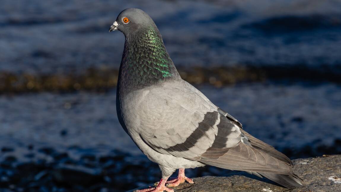 Un pigeon voyageur anglais parcourt 6.000 km et se retrouve aux États-Unis