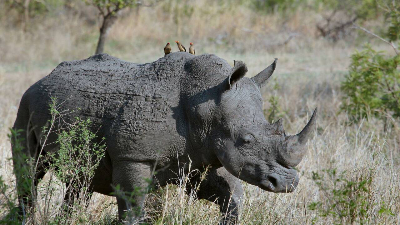 Afrique du Sud : Quatre rhinocéros tués, des braconniers arrêtés dans le parc Kruger