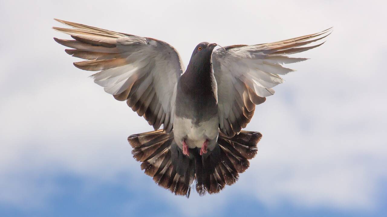 Narbonne : une compétition de pigeons tourne à la catastrophe