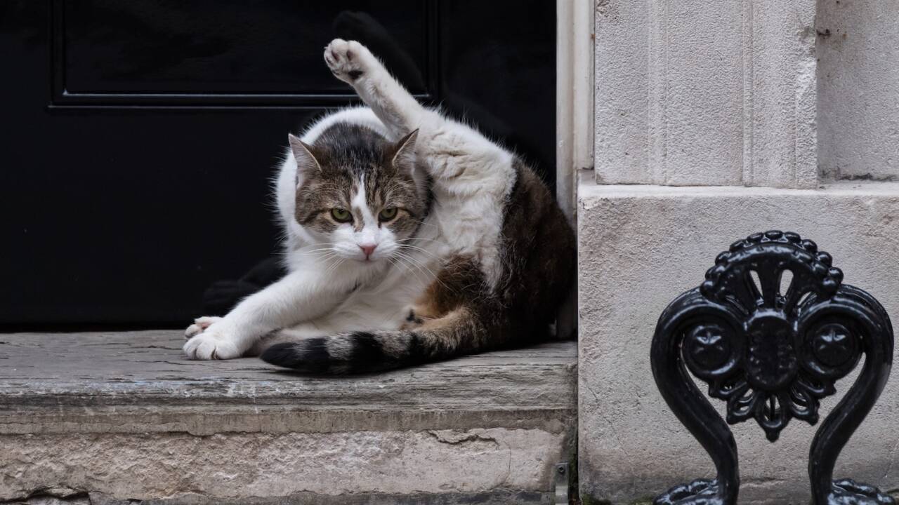 Royaume-Uni : Larry le chat, chasseur infructueux de Downing Street et colocataire de trois Premiers ministres
