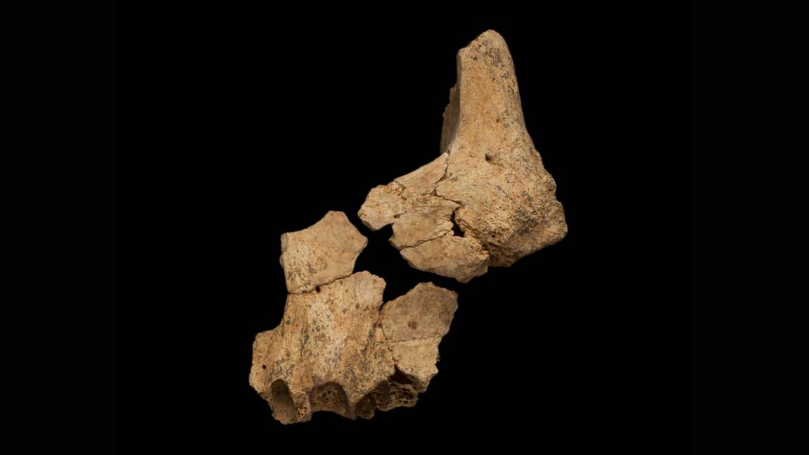 Un fossile humain possiblement le plus vieux d'Europe découvert en Espagne