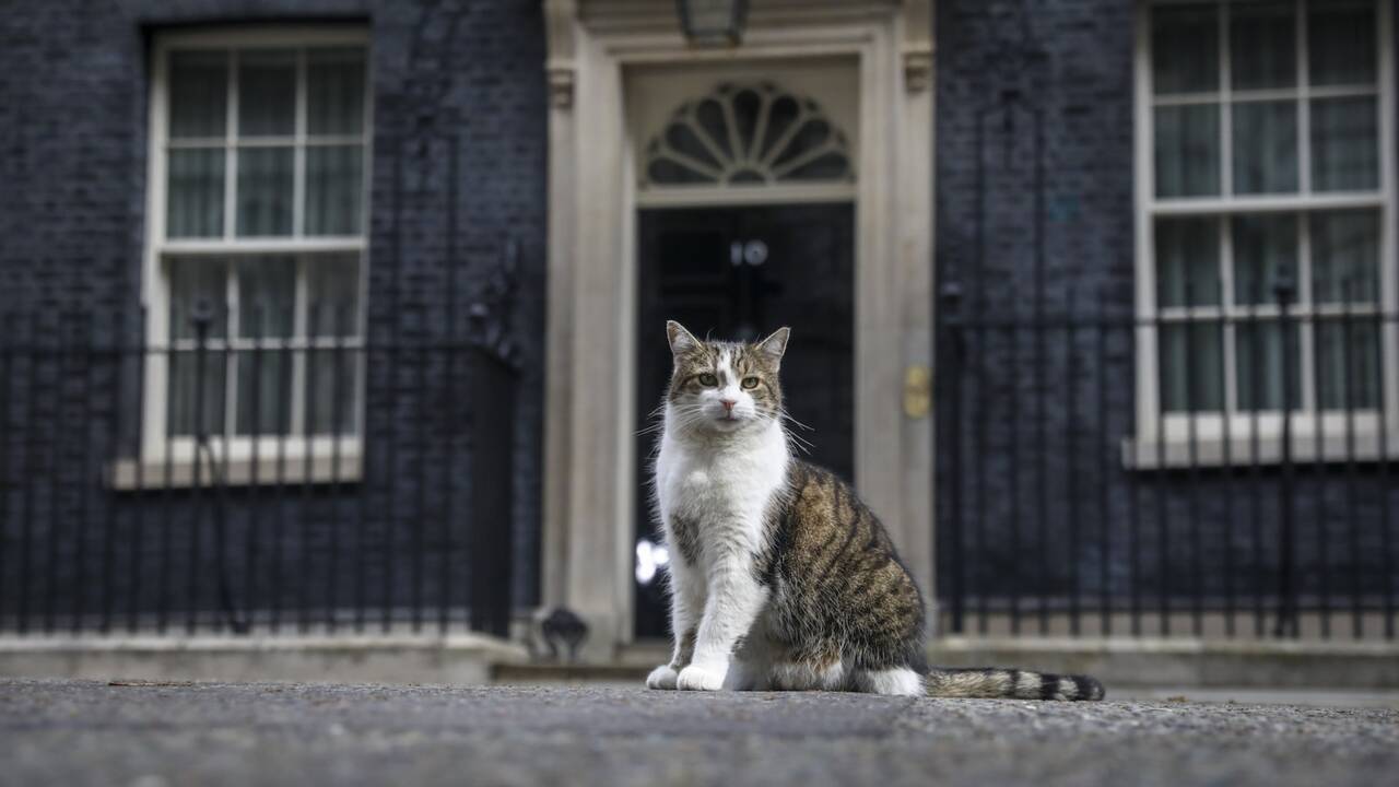 Royaume-Uni : Larry le chat, chasseur infructueux de Downing Street et colocataire de trois Premiers ministres