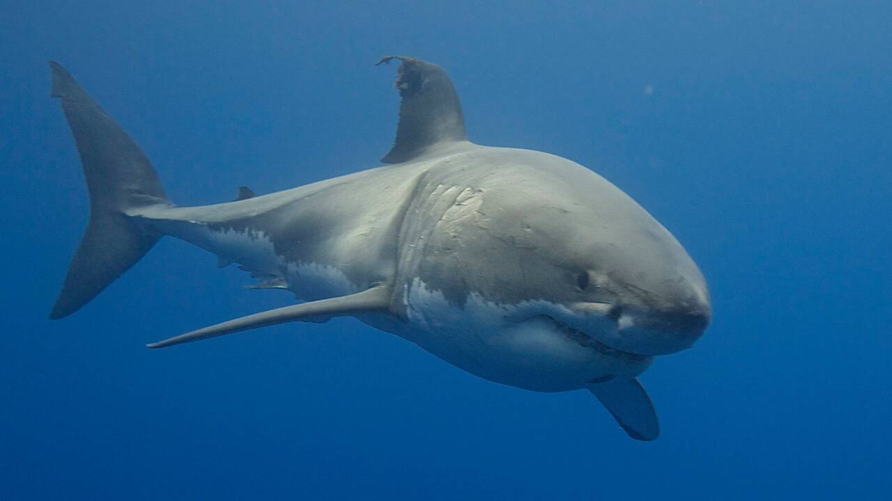 Deux orques seraient bien responsables de la disparition des grands requins blancs au large du Cap