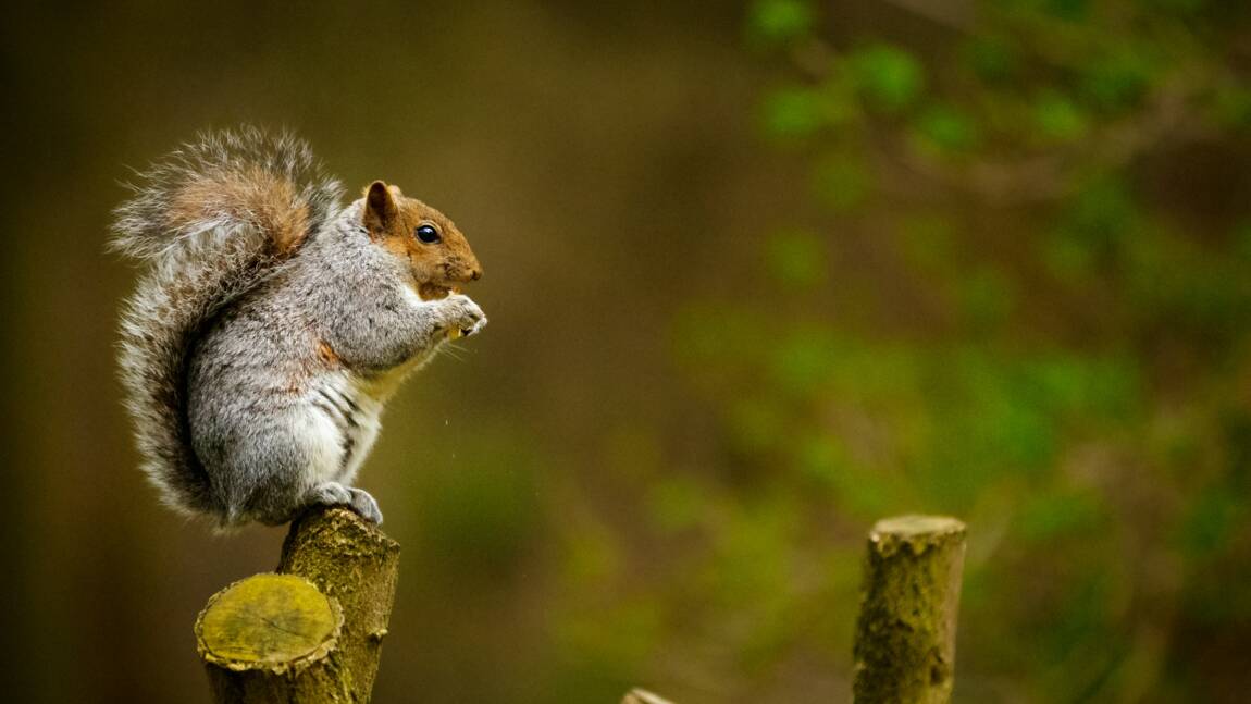 La "pilule" pour écureuil ? Une contraception à l'étude en Angleterre pour lutter contre une espèce invasive