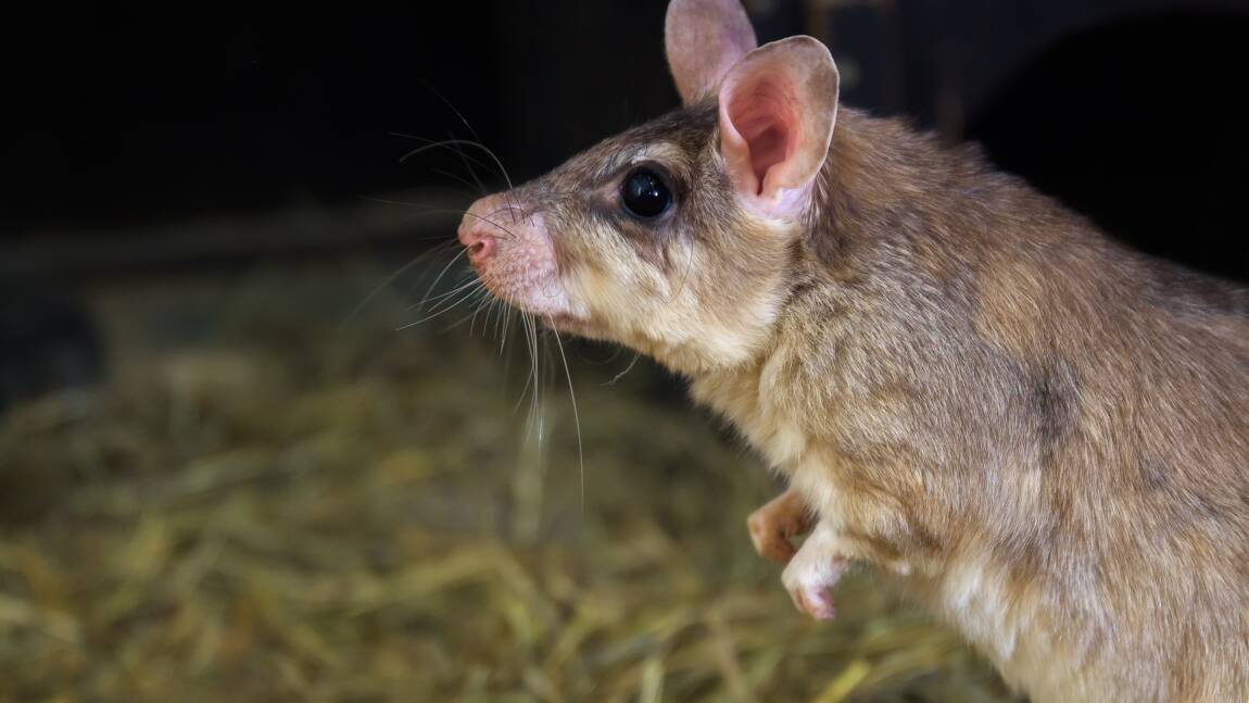Madagascar : le vosiste, ou "rat sauteur géant", est en danger d’extinction