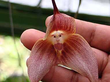 A quel animal ou posture vous fait penser cette orchidée ?