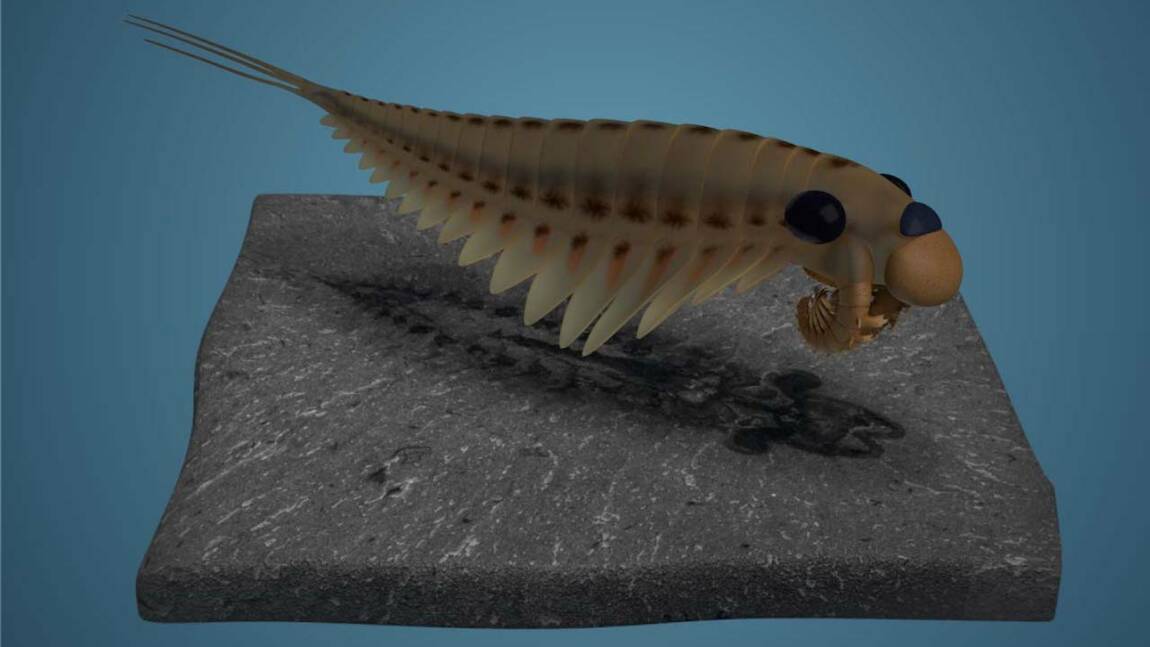 Cette créature cambrienne de plus de 500 millions d'années possédait trois étranges yeux
