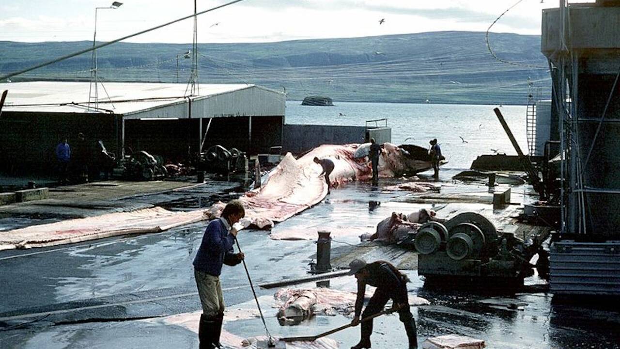 Chasse à la baleine en Islande : le gouvernement instaure de nouvelles règles en faveur du bien-être animal