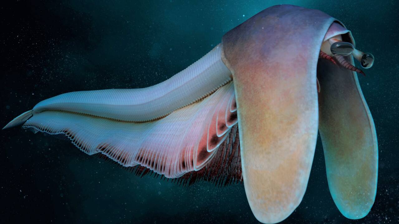 L’incroyable découverte d’un des plus grands arthropodes du Cambrien 