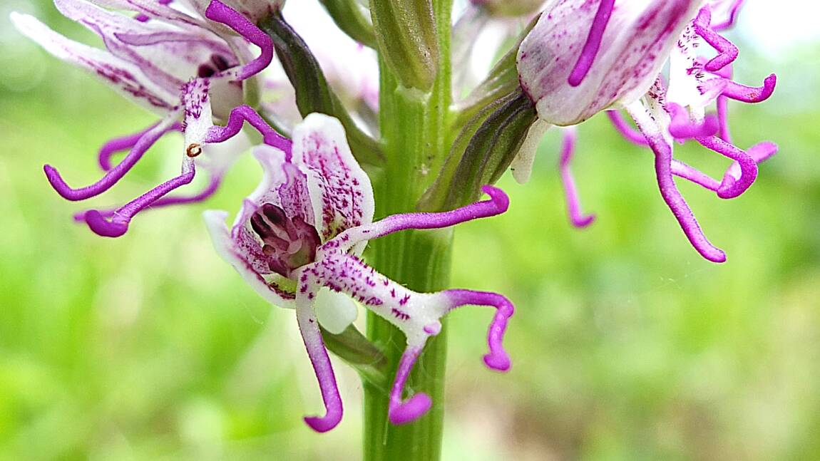 Etranges et insolites : les fleurs d'orchidées les plus fascinantes et incroyables au monde