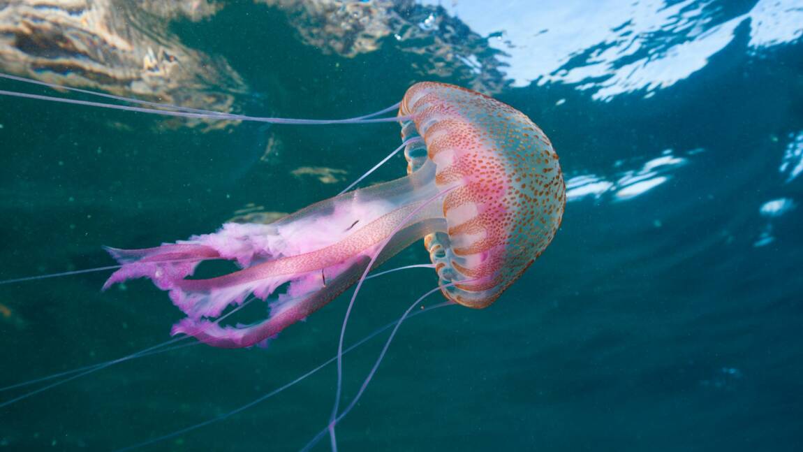 Pourquoi y-a-t-il beaucoup de méduses en été sur les côtés de la Méditerranée ? 