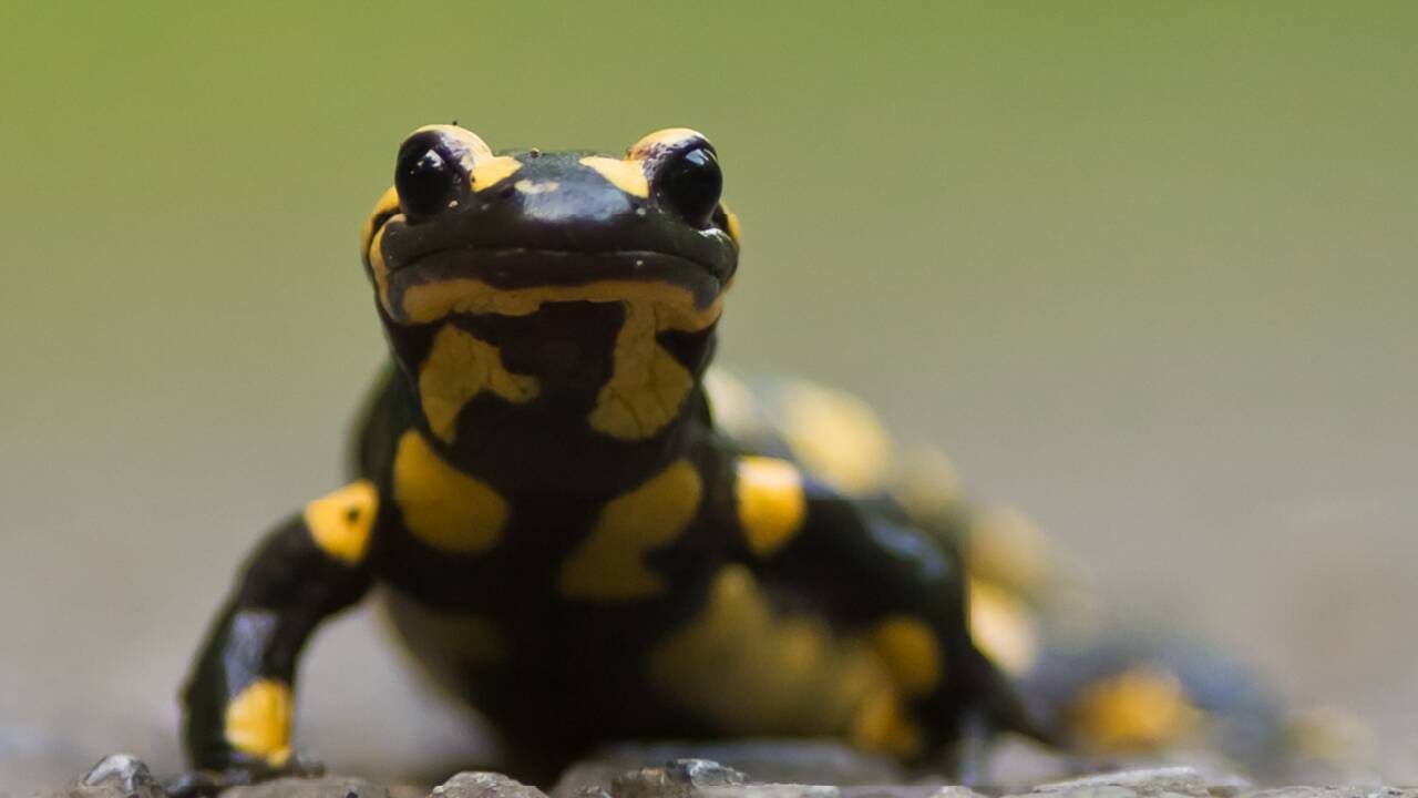 Le plus ancien fossile de salamandre d’Europe, découvert en Écosse, documente les origines des amphibiens