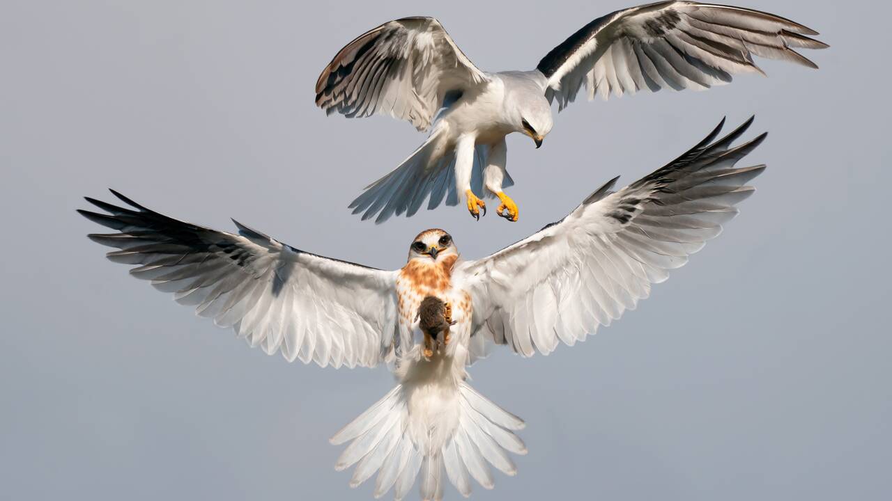 Les splendides photos d'oiseaux récompensées par les Audubon Photography Awards 2022