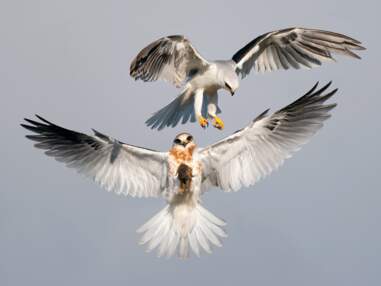 Audubon Photography Awards 2022 : découvrez les magnifiques photos d'oiseaux récompensées