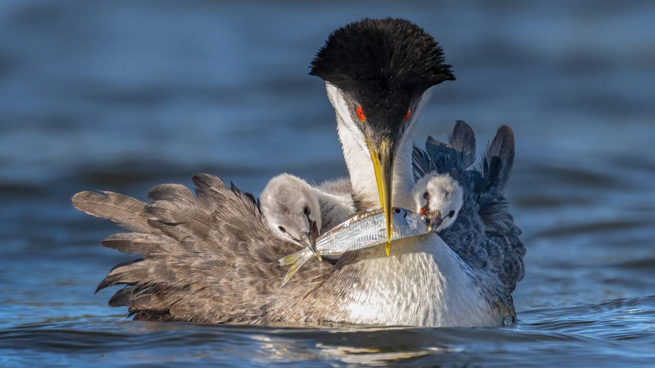 Les splendides photos d'oiseaux récompensées par les Audubon Photography Awards 2022