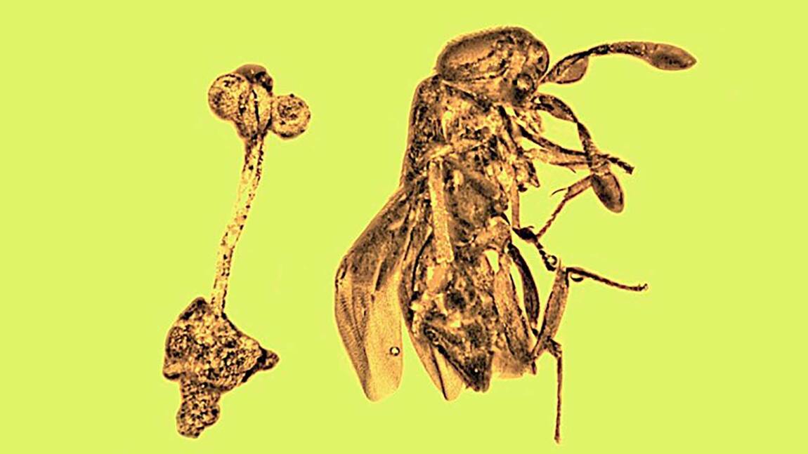 Un fragment d'ambre révèle une fleur rare et une guêpe parasite piégées depuis 30 millions d'années
