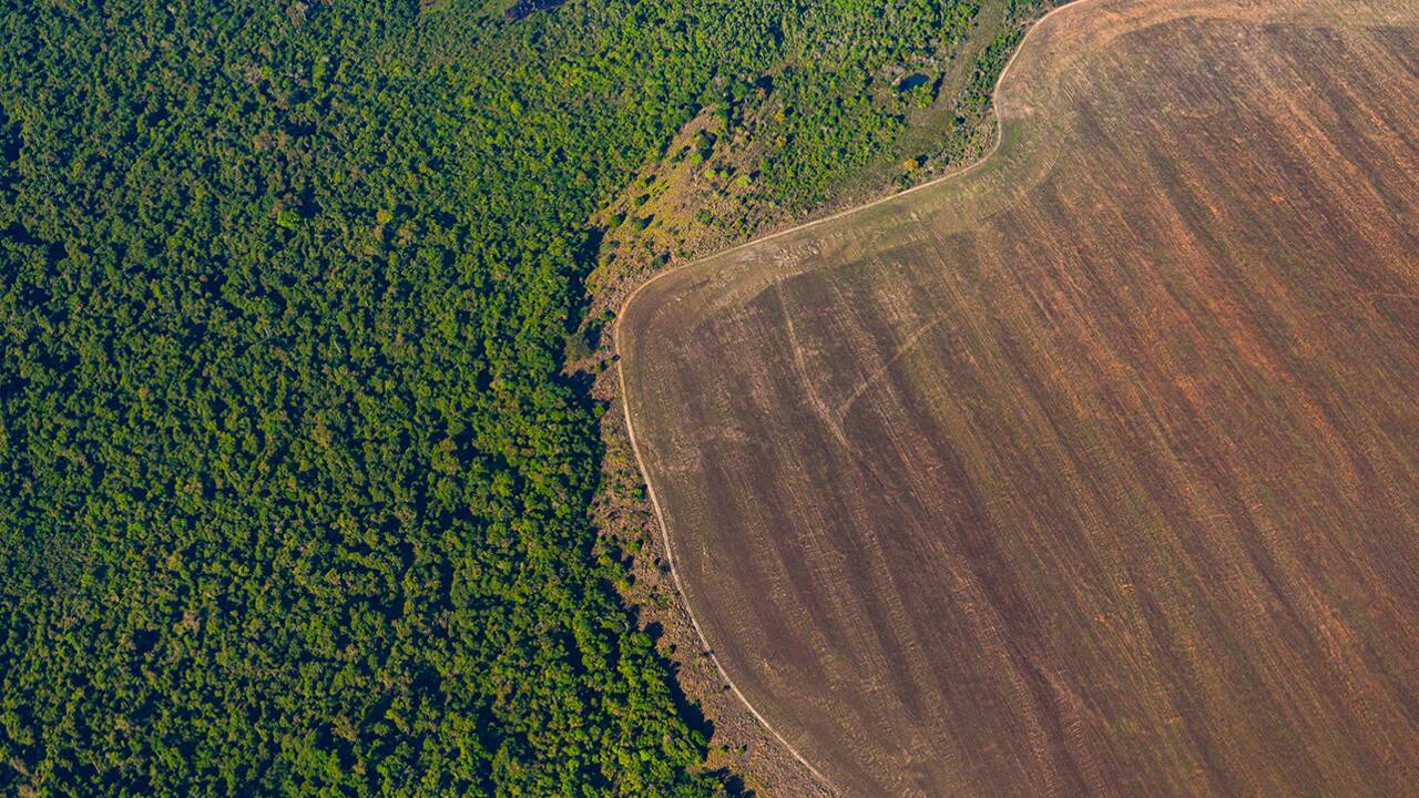 En Amazonie, des milliers d'hectares de forêts surnommées "terres de personne" menacés