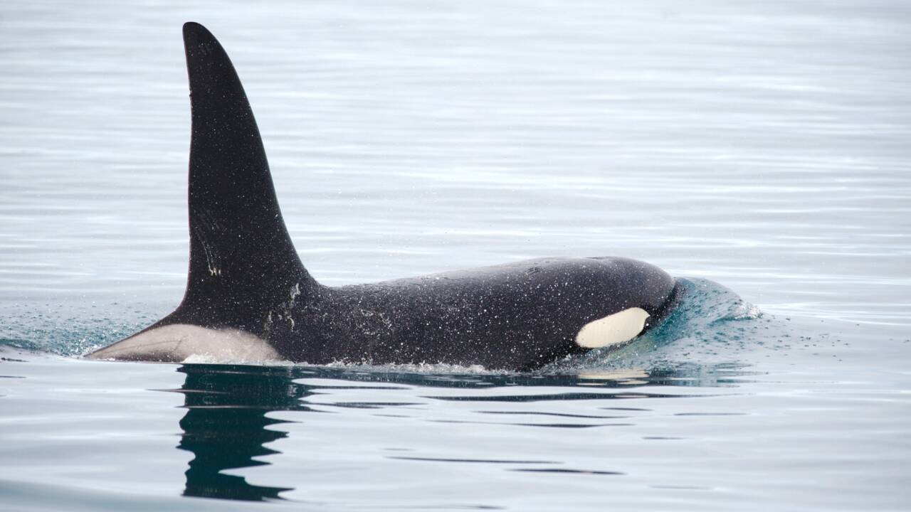 Sea Shepherd offre 10 000 euros à qui retrouvera celui qui a tiré sur l'orque de la Seine