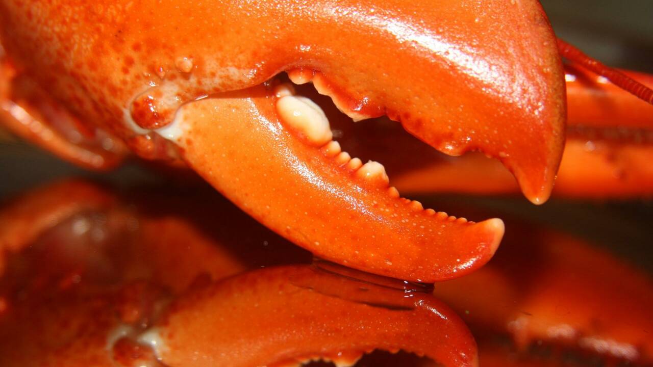 Cheddar, un très rare homard orange sauvé des cuisines d’un restaurant