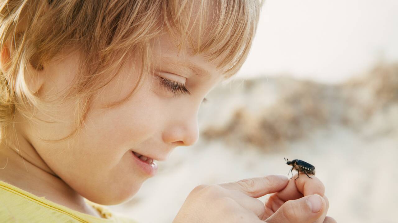Les insectes sont-ils sensibles à la douleur physique ?