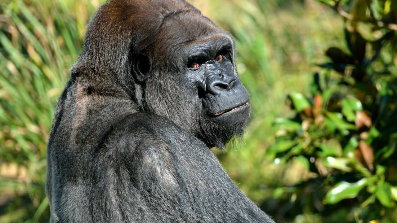 La "frappe à mains nues" : un comportement clef de l'évolution humaine observé pour la première fois chez des gorilles