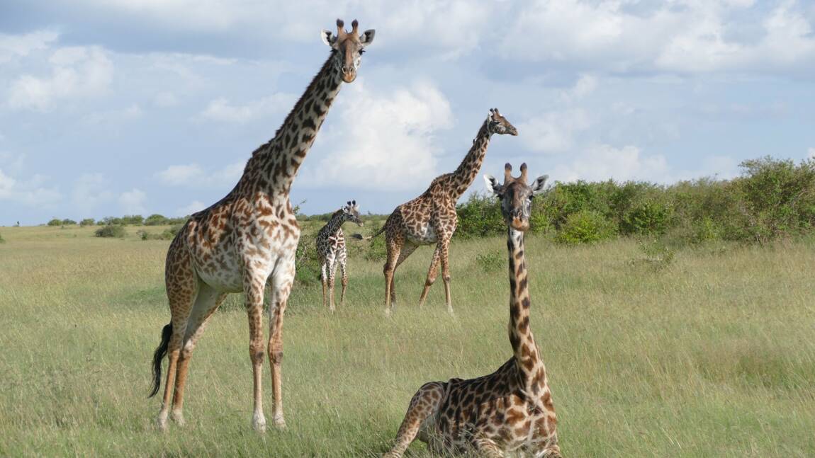 Kenya : rare naissance de girafons jumeaux 