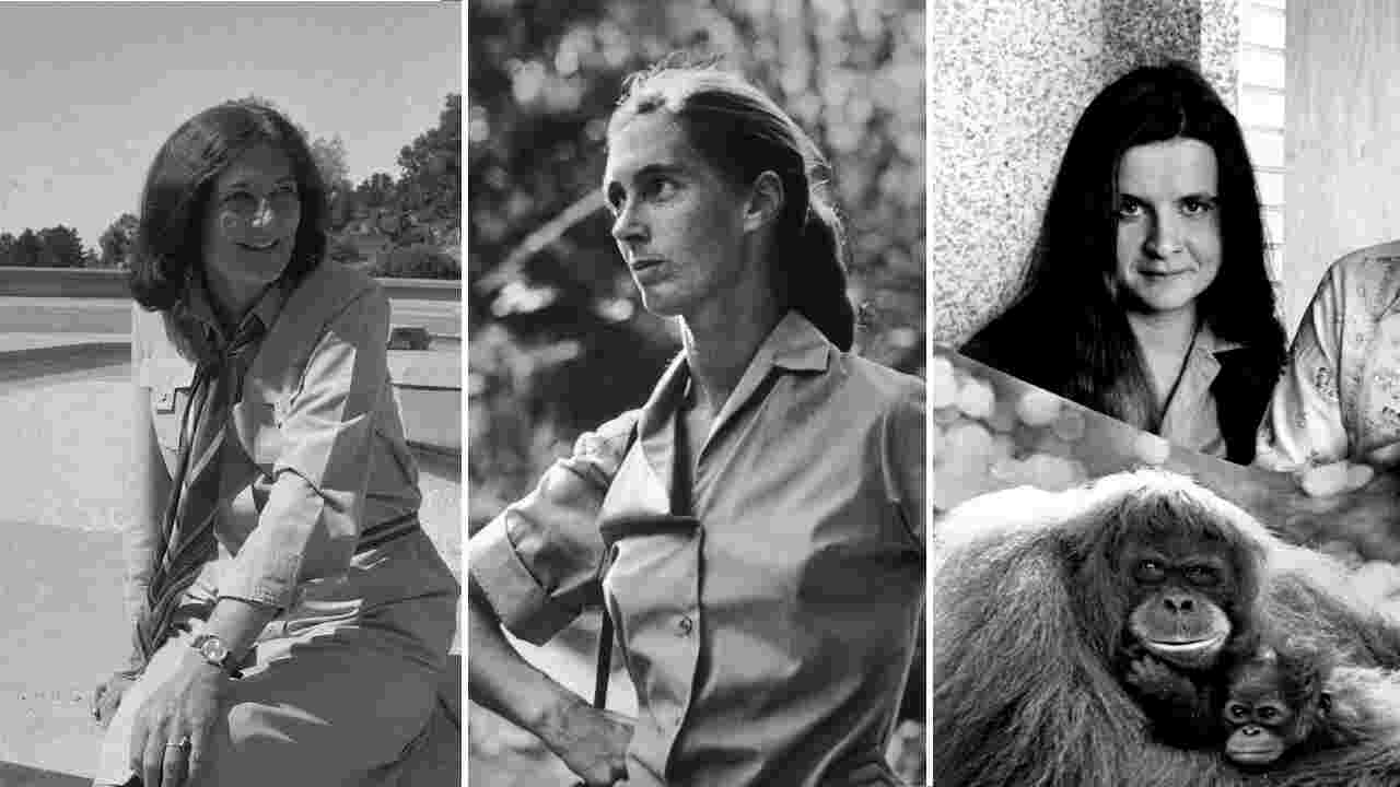 Jane Goodall, Dian Fossey, Biruté Galdikas : Ces femmes primatologues qui ont révolutionné la science
