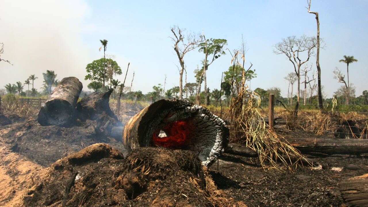 Déforestation au Brésil : 18 arbres abattus chaque seconde en Amazonie l'an passé, alerte une plateforme collaborative