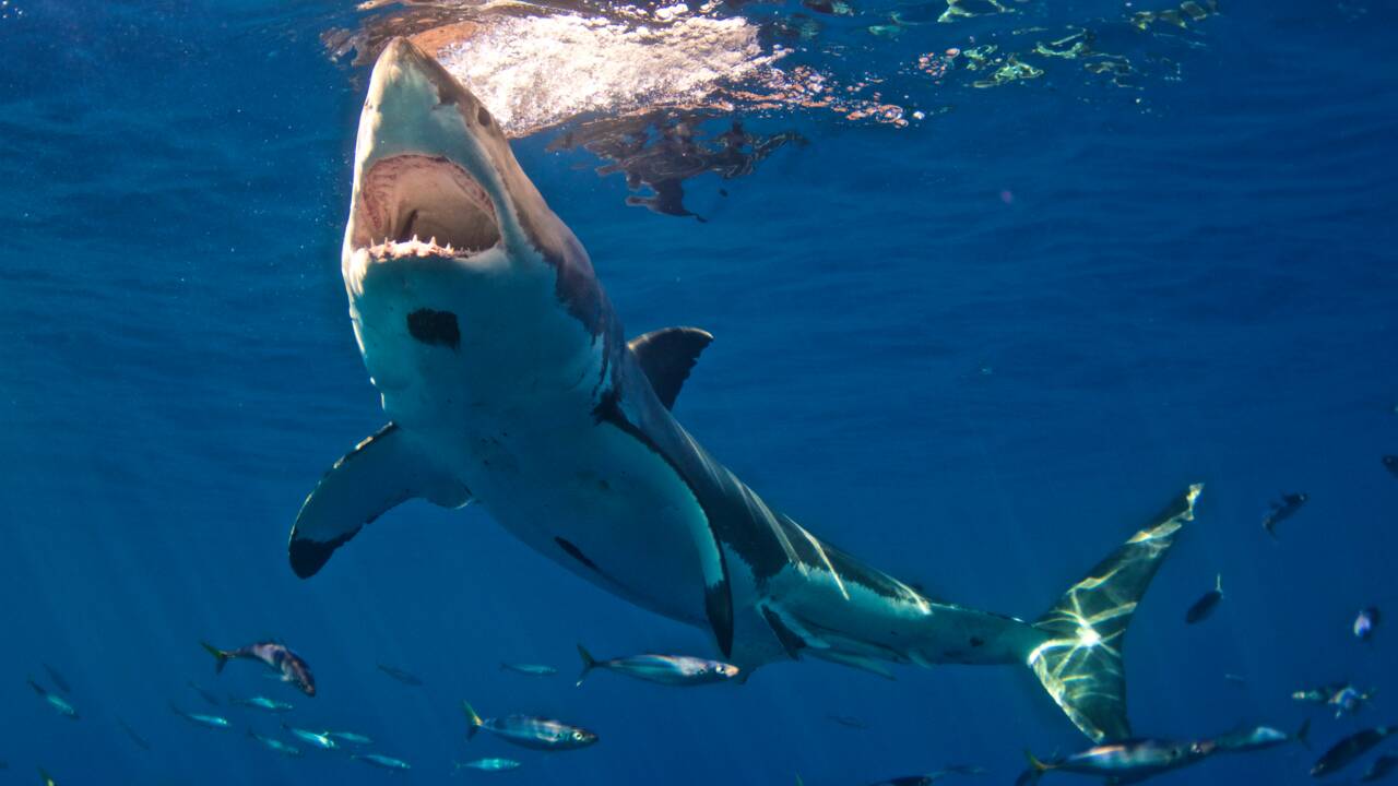Dans les eaux protégées du Pacifique, les requins atteignent des tailles démesurées