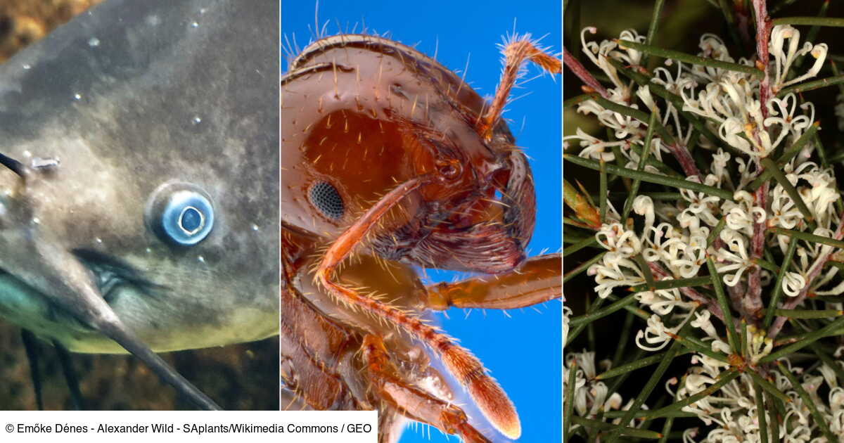 Poisson Chat Fourmi De Feu Hakea Ces Animaux Et Plantes Font Desormais Partie De La Liste Des Especes Invasives En Europe Geo Fr