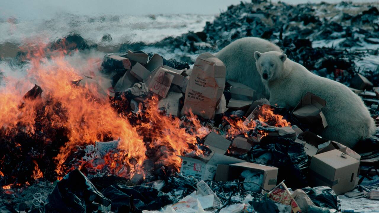 Les déchets humains attirent les ours polaires vers les villages et mettent ces animaux en danger