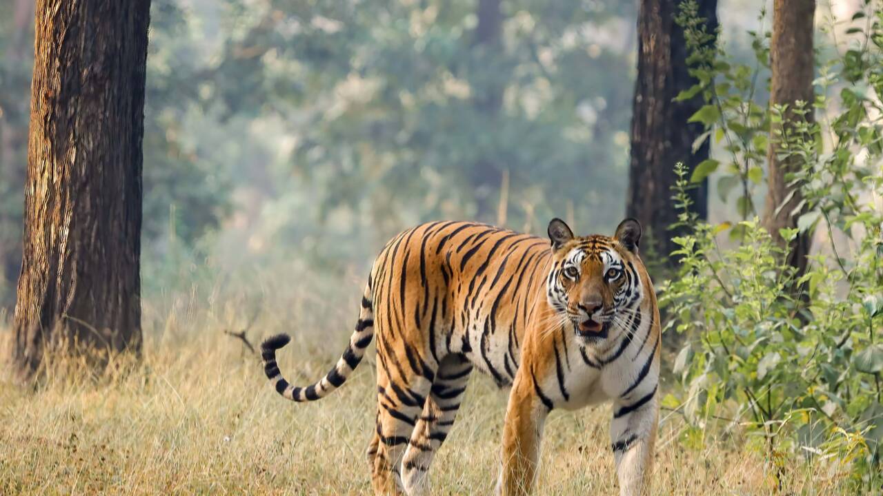 Mise à jour de la liste rouge des espèces menacées : Les tigres sauvages sont plus nombreux qu'on ne pensait
