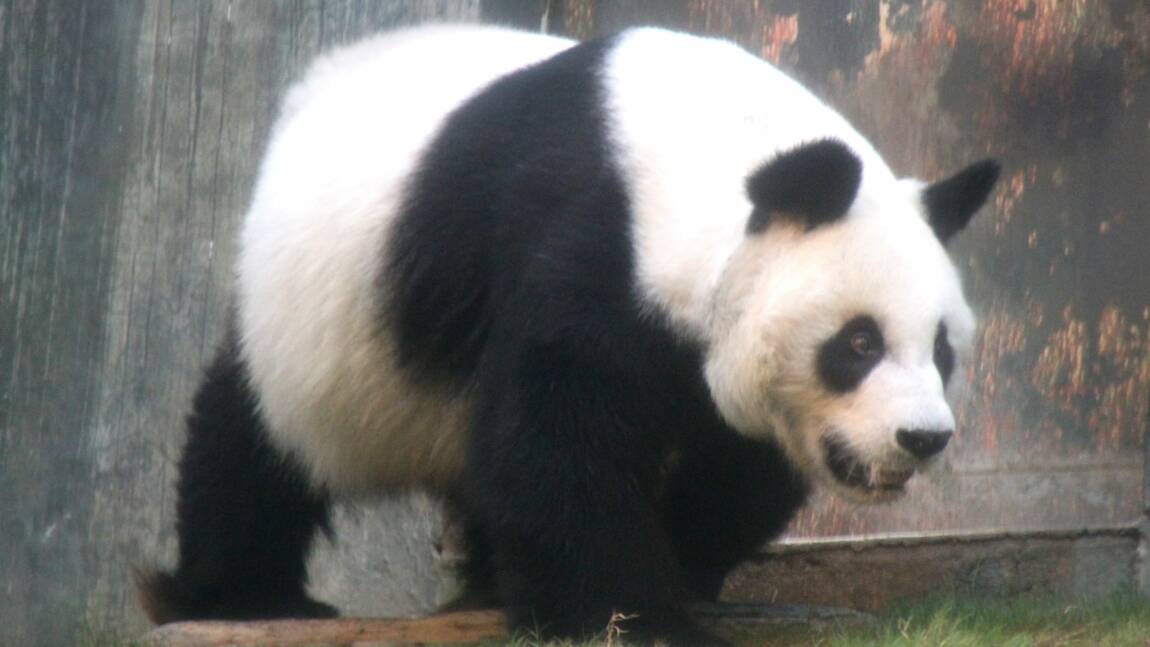 Hong Kong : le plus vieux panda en captivité meurt à 35 ans
