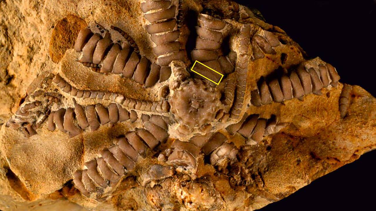Un échinoderme à 10 bras de 150 millions d'années nommé en hommage au président Zelensky