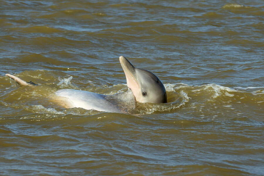 10 espèces de dauphins en grand danger d’extinction - GEO