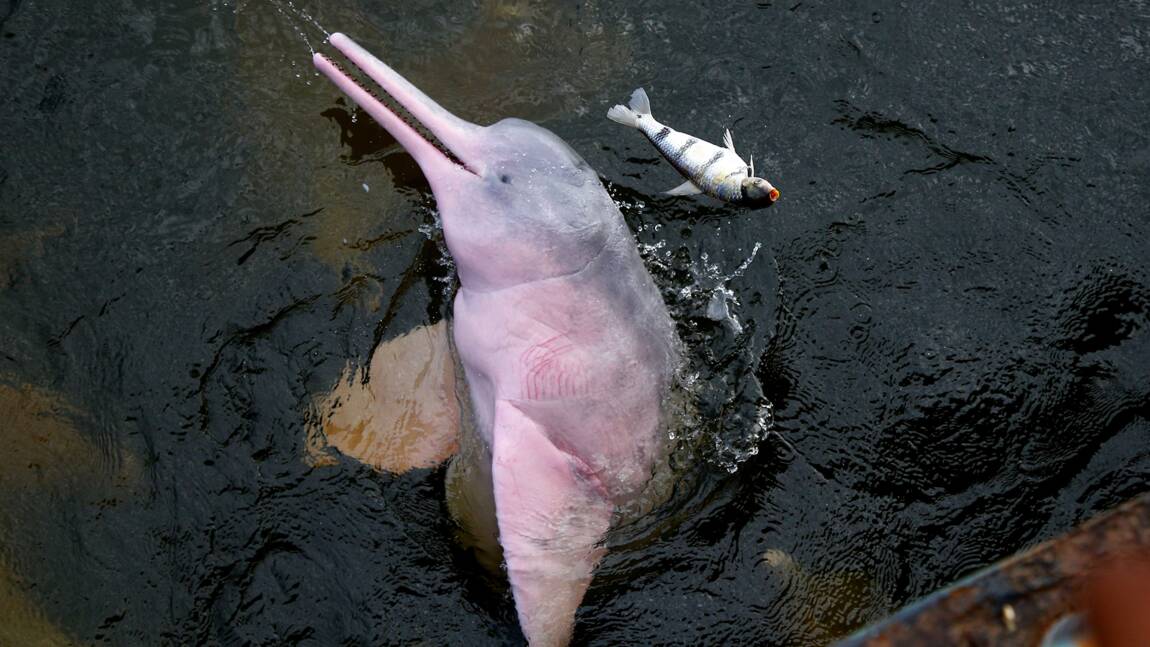 Les dauphins, des animaux marins fascinants de plus en plus menacés