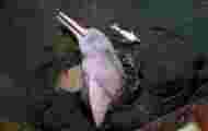 Dolphins, adorable marine animals, are increasingly threatened