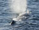 Inde : un bloc de vomi de baleine d'une valeur de 3,4 millions d’euros trouvé par des pêcheurs