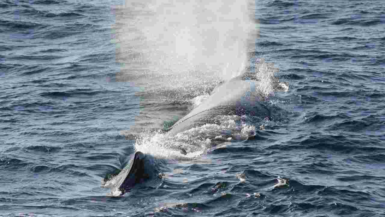 Un bloc de vomi de baleine d'une valeur de 3,4 millions d’euros trouvé par des pêcheurs en Inde