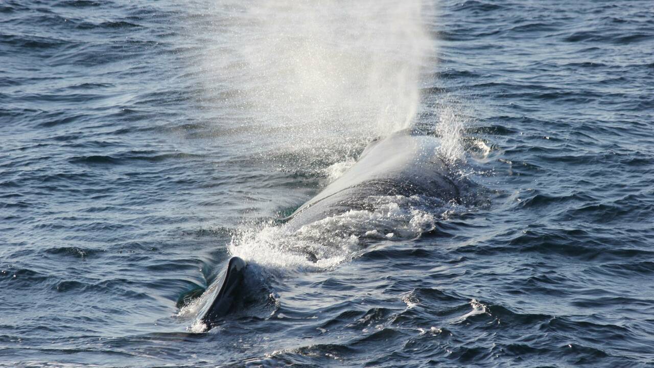 Inde : un bloc de vomi de baleine d'une valeur de 3,4 millions d’euros trouvé par des pêcheurs
