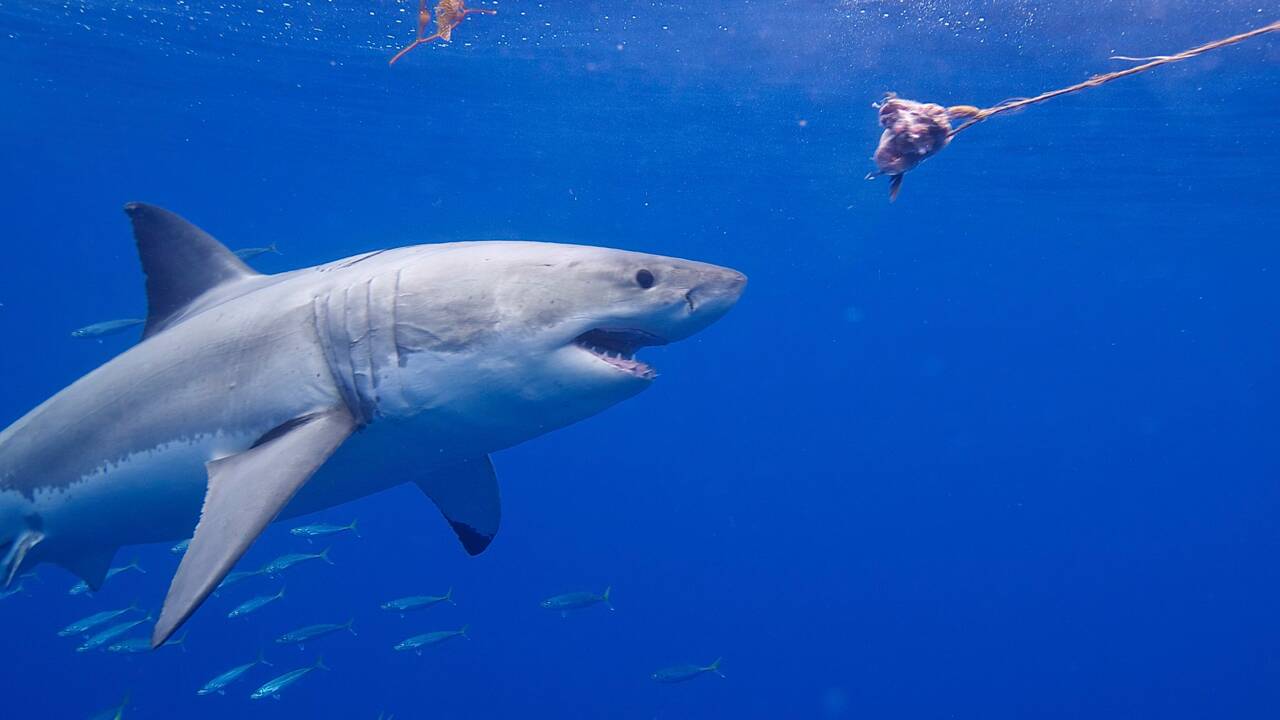 Etats- Unis : Les requins blancs de plus en plus nombreux au large de la côte est 