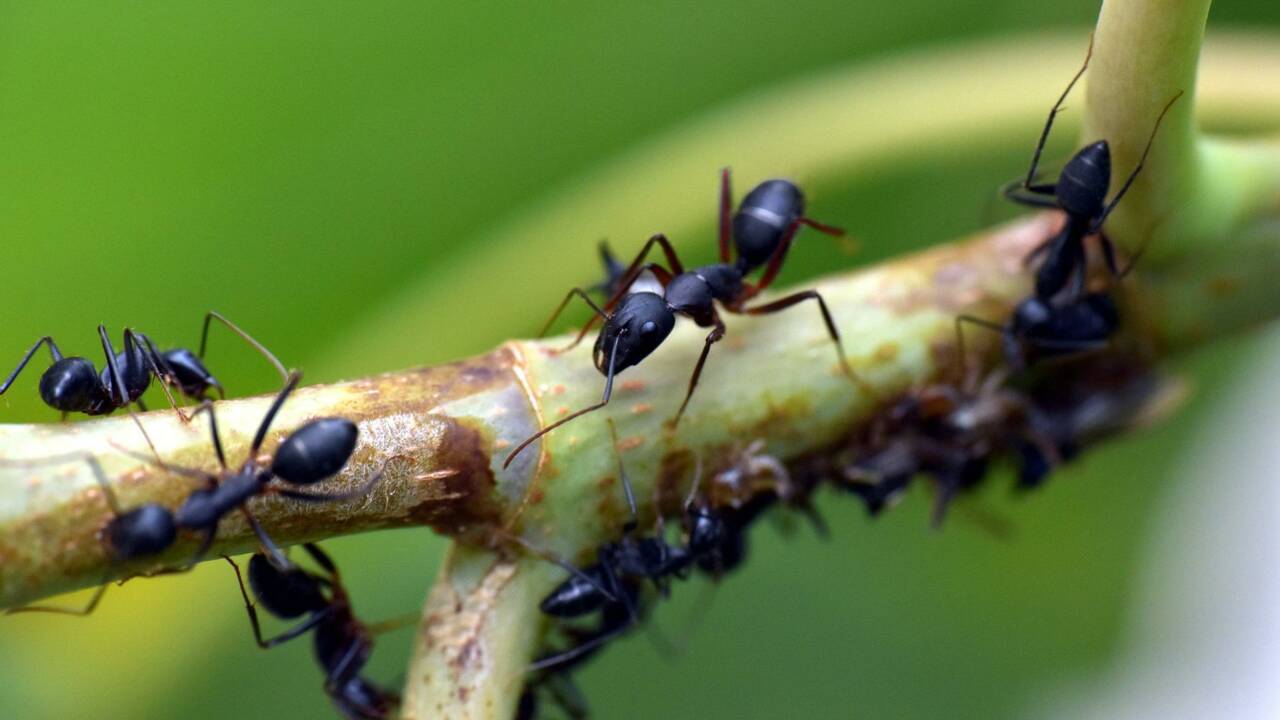 Les colonies de fourmis fonctionnent comme des réseaux de neurones quand elles prennent des décisions