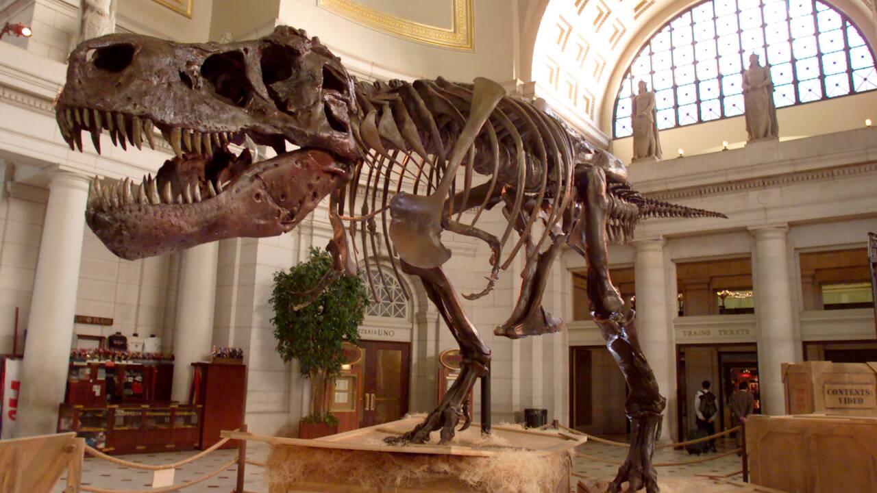 Le T. rex formait-il une seule ou plusieurs espèces ? Le débat fait rage parmi les paléontologues